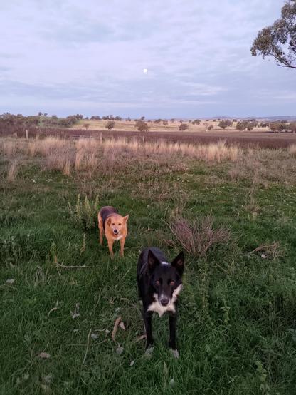 Super moon rising through wispy clouds above a smiling yellow kepie & a black & white border collie. The dogs are staring at the camera from a grassy paddock with low hills studded with trees in the background.