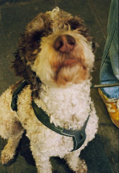 A curly brown and white dog sits prettily on some stone tiles, looking up into the camera. He's wearing a green harness and his face is slightly blurry (but his back is perfectly in focus). He is waiting for the metro.
