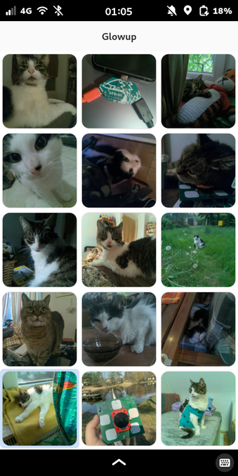 The main screen of libadwaita app, "Glowup". It shows 15 photos as thumbnails in rounded squares, most of which are of cute cats.