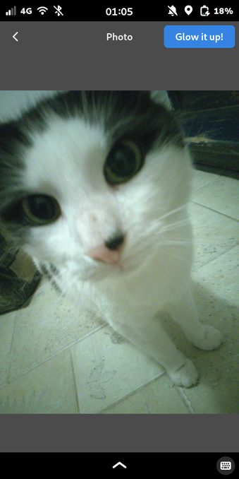 An app screen labeled "Photo", with a back button and a big blue button "Glow it up!". It shows a close up of a photo with a cat sticking their nose up the camera.