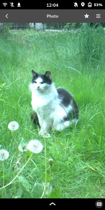 Another photo. Now the blue button is gone and replaced with two icon buttons - one with a star, and the other being a hamburger menu.

The photo now show the same cat sitting in a grass field, with some dandelions in the foreground. The photo is a bit bloomy, with overexposed bits on the cat's white fur.