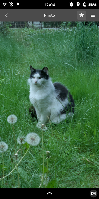 The same screen, but now the star button is toggled. The photo is the same, but now in higher quality - it gained some definition, got darkened a bit and you can clearly see the cat's entire fur.