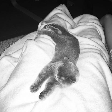 I'm occupied by #cat

#cats #catlovers #britishshorthair #instacats