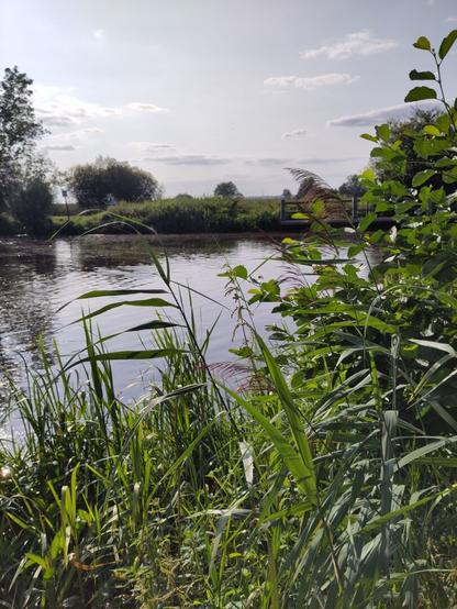 Flussufer.
