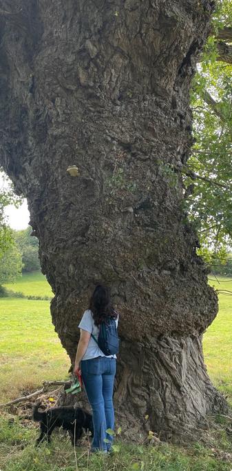 The gnarled trunk of a Black Poplar, towering over a female figure and dog revealing its enormous size