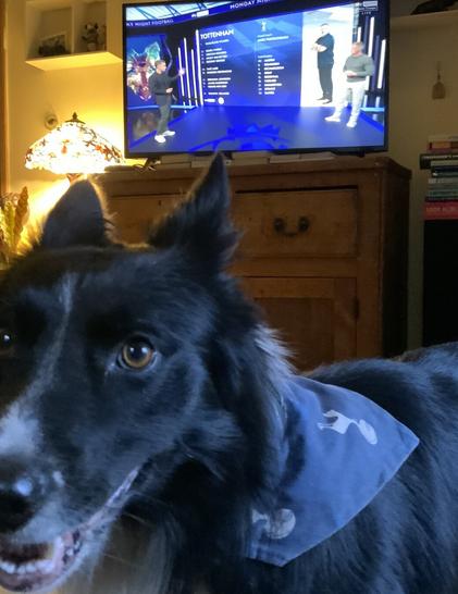 Ted (dog) wearing his Spurs bandana with the TV build up to the first Spurs game of the season on in the background.