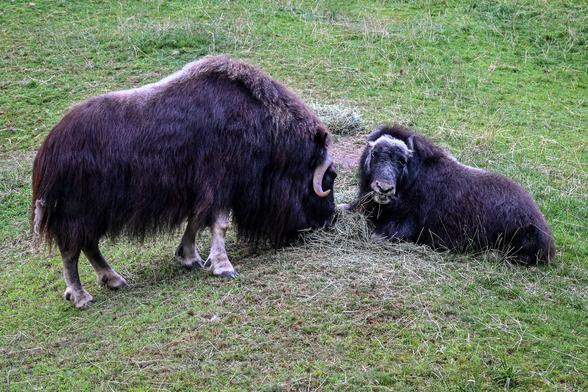 Two muskoxen, mother and calf (Charlotte and Willow) in their zoo enclosure eating hay.