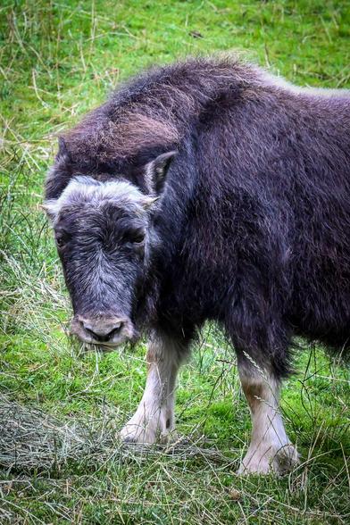 Muskox calf (Willow) eating hay.