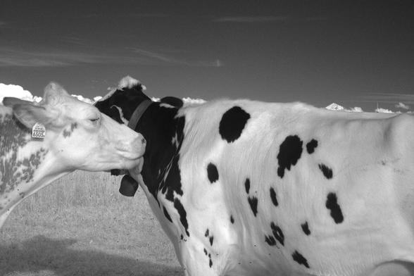 Black and white, infrared photography: a cow licking another cow‘s neck. On the horizon, the tip of Mont Blanc is barely visible over the second cow‘s back.