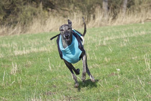 Sloughi Sarai running towards the camera in full speed, wearing a blue coat.