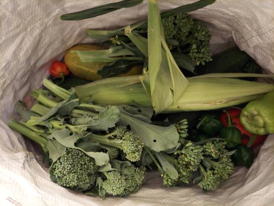 A bag with broccoli, cucumbers, peppers, and corn.