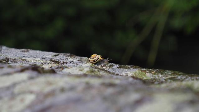 Eine kleine Schnecke auf einer Mauerkrone auf dem Weg zum Rand