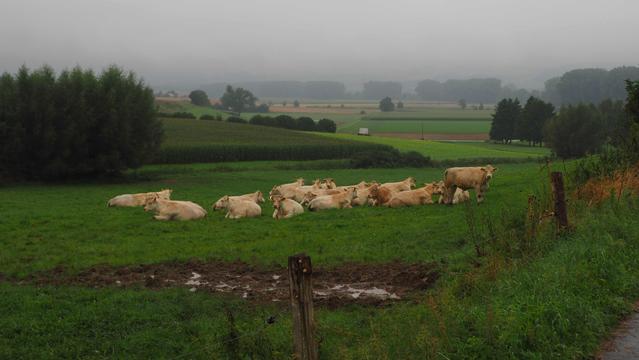 Kühe und Bullen liegen entspannt auf einer grünen Wiese