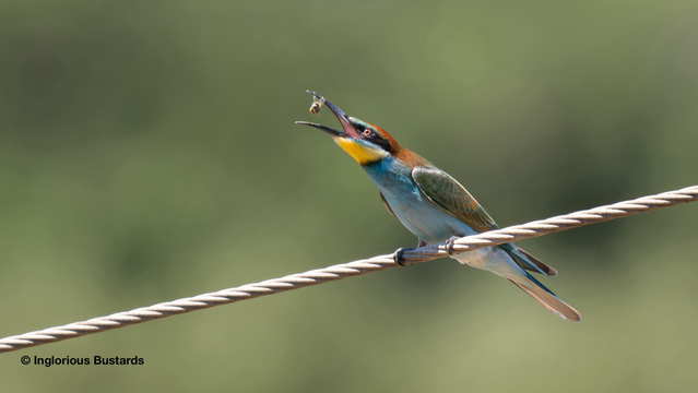 Juvenile European Bee-eater ©️ Inglorious Bustards