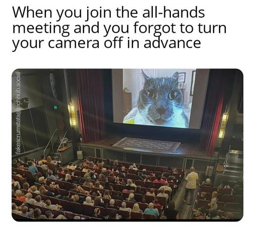 Photo of a cat projected on a screen in front of an auditorium audience.

Caption: When you join the all-hands meeting and you forgot to turn your camera off in advance