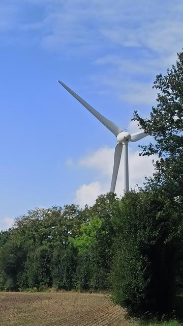 Windrad hinter einem Wäldchen.