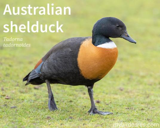 📷: Australian shelduck (Tadorna tadornoides) by pen_ash via Pixabay 2021

The photo shows a large and striking goose-like duck. Males (pictured) are predominantly dark with a chestnut breast, a white neck collar, and a dark green head. Females are similar but with a white eye ring and smaller size. Both sexes have chestnut and black wings with a green patch, and show white on their wings in flight.

Conservation status: Least Concern (IUCN 3.1)

Distribution: Breeding in southern Australia and Tasmania, many birds migrate further north in the country during winter.

Class: Aves (Birds)
Order: Anseriformes (Waterfowl)
Family: Anatidae (Duck, Geese and Swan family)
Genus: Tadorna (Shelducks)
Species: T. tadornoides

CC: WMXB