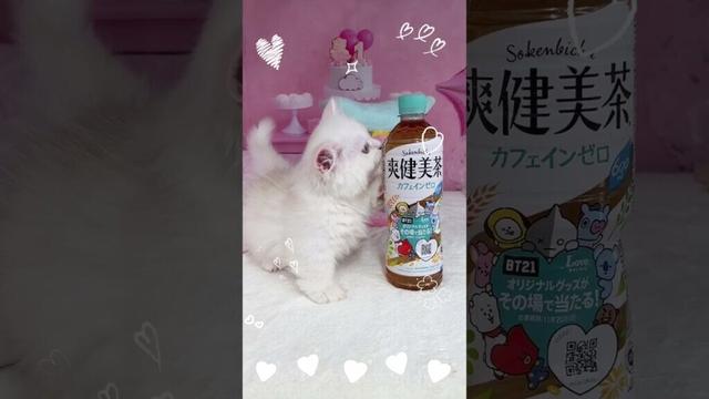 【短足ミヌエット】マンチ立ちが上手な男の子♡動画更新 #catbreed  #kitten #かわいい子猫  #子猫ブリーダー  #子猫  #cute  #ミヌエット