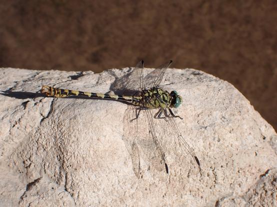 Libélula cernícalo posada en una piedra del río