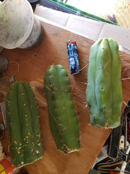 Three relatively thick Trichocereus cactus cuttings laying on a piece of wood board. A bic lighter with Jerry Garcia's face is placed for size reference.