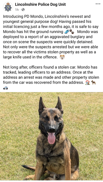 Screen grab of Facebook post - a description of a police operation above a portrait of the dog sitting on a grassy field.
----------------------------++++------------------------
Introducing PD Mondo, Lincolnshire's newest and youngest general purpose dog! Having passed his initial licencing just a few months ago, it is safe to say Mondo has hit the ground running 👟🐾   Mondo was deployed to a report of an aggravated burglary and once on scene the suspects were quickly detained. Not only were the suspects arrested but we were able to recover all the victims stolen property as well as a large knife used in the offence.  🐶 

Not long after, officers found a stolen car. Mondo has tracked, leading officers to an address. Once at the address an arrest was made and other property stolen from the car was recovered from the address. 🏠 🐕‍🦺 🚓