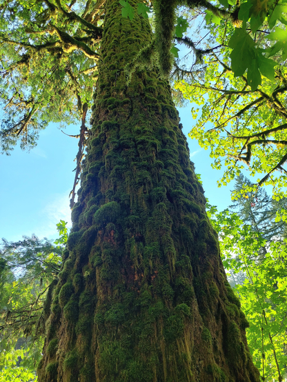 Looking up toward the lowest branches of a large fir tree at Silver Falls State Park on a sunny afternoon
