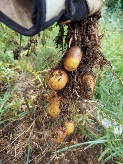 A bunch of red and white pinto variety of potato hanging off the pulled up plant.