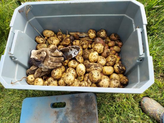 A large gray bin filled halfway with multiple varieties of just dug up potatoes. Also in the bin are garden gloves and a trowel.