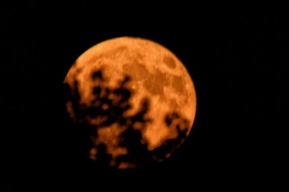 The full moon about half way clear of a silhouette of a tree.