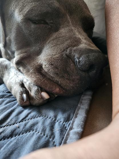 Close up of Benson's boop snoot while he gives the camera a side eye. Benson is a blue nose pitbull.