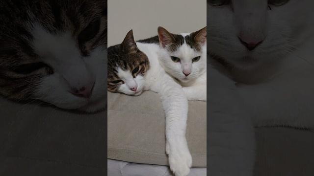 【猫動画】足枕の上で寛ぐ猫たち #shorts #猫 #ネコ #シャルトリュー  #cat  #ねこ #子猫