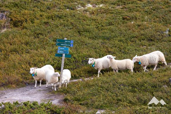 Sheep walking below a hiking path sign in the Norwegian fjell.