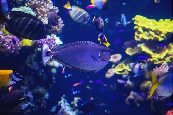 Sea life at Oceanographic Museum of Monaco Jacques Cousteau Museum


Oceanographic Museum of Monaco Jacques Cousteau Museum

The Oceanographic Museum (Musée océanographique) is a museum of marine sciences in Monaco-Ville, Monaco. It is home to the Mediterranean Science Commission. This building is part of the Oceanographic Institute which is committed to sharing its knowledge of the oceans

The Oceanographic Museum was inaugurated in 1910 by Monaco's modernist reformer, Prince Albert I. Jacques-Yves Cousteau was director from 1957 to 1988. The Museum celebrated its centenary in March 2010, after extensive renovations.

The museum is home to exhibitions and collections of various species of sea fauna (starfish, seahorses, turtles, jellyfish, crabs, lobsters, rays, sharks, sea urchins, sea cucumbers, eels, cuttlefish etc.). The museum's holdings also include a great variety of sea related objects, including model ships, sea animal skeletons, tools, weapons etc., as well as a collection of material culture and ritual objects made from, or integrating materials such as pearls, mollusks and nacre.

Image: 
https://fineartamerica.com/featured/sealife-at-oceanographic-museum-of-monaco-jacques-cousteau-museum-wayne-moran.html

#Monaco #sealife #JacquesCousteau #Museum #travel #landscape #landscapePhotography #photography #travelPhotography

#AYearForArt #buyintoArt #fineart #art #FillThatEmptyWall