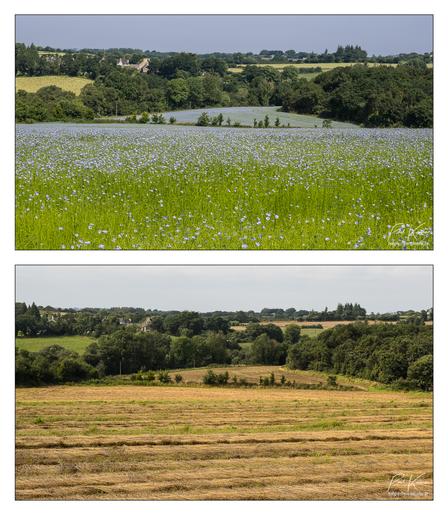 Diptyque sur fond blanc de deux photos en couleur à la composition pratiquement identique des mêmes champs de lin, en fleurs (bleues) le 26 juin et en cours de rouissage le 19 août.