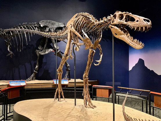 T-rex skeleton.