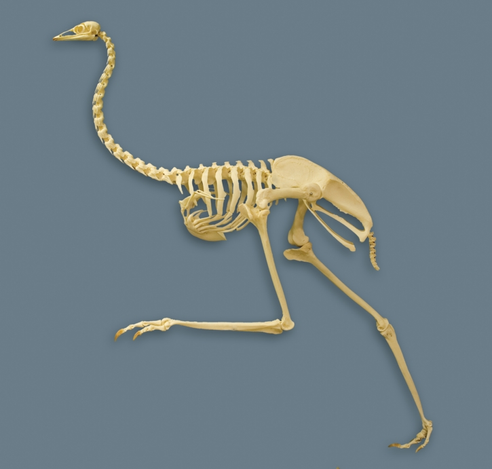 Emu skeleton.