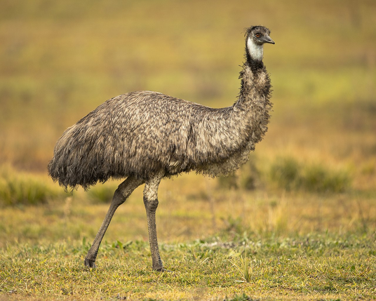An emu. Legs are not exactly chonky.