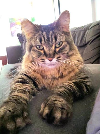 Margo is a gray tabby cat with long fluffy hair and extra toes. She is lying on a couch staring into the camera with her pretty green eyes!