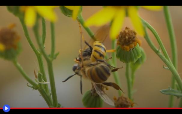 Vespa attacca un'ape in equilibrio su un fiore, tentando di colpirla col suo pungiglione.