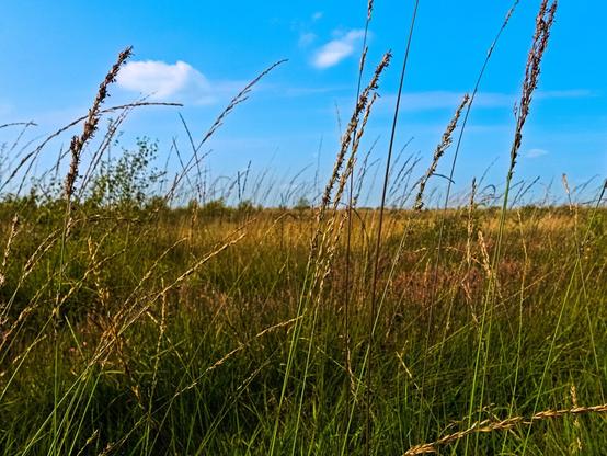 Flat landscape stretching to the horizon. Some tall grasses in the foreground.