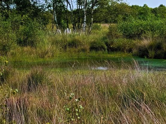 A pond embedded in a moorland landscape. Birch trees stand on the shore, otherwise lots of grasses.