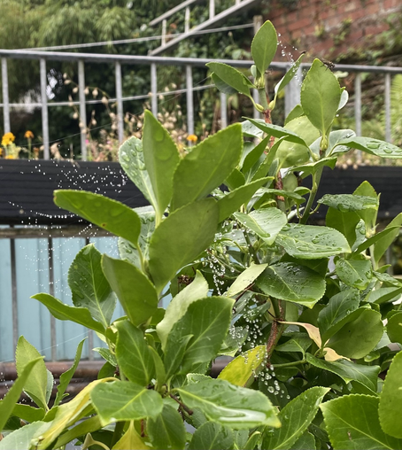 Raindrops cling to spiderwebs clustered around leafy bush after morning rain