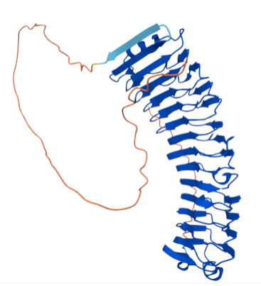 A structure prediction of a protein with a short unstructured domain followed by a tube made for repeated beta sheets and loops.