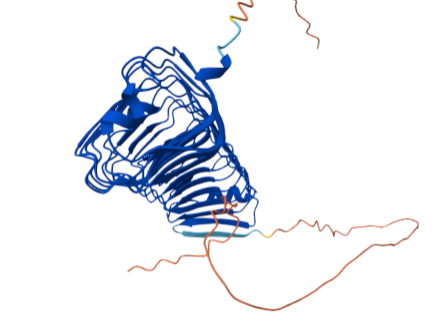 A different view of a protein structure predictions showing a tube formed by repeats of a beta sheet and loops.