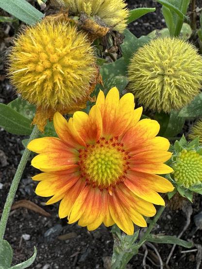 Orange and yellow blanket flower, and two fuzzy yellow spheres of flowers that have gone to seed.