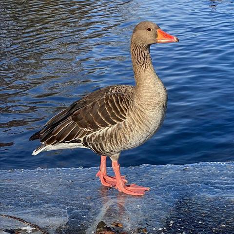 Am Windmühlenbruch #gans #niederrhein #windmühlenbruch #lobberich #nettetal #germany #deutschland