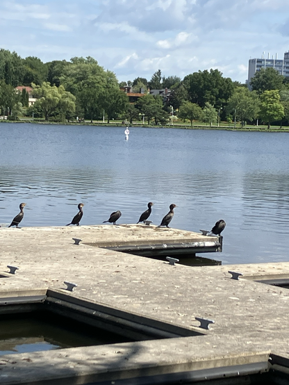 Cormorants on the edges of a dock