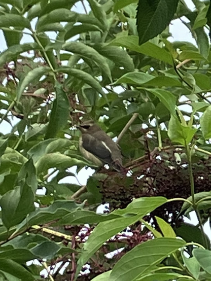 Cedar Wax Wing in a tree