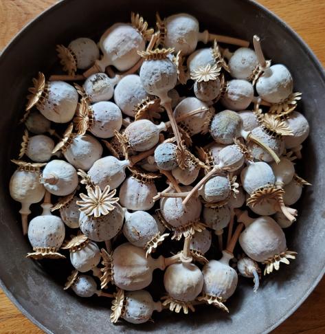 A metal pan filled with cut off poppy seed heads.