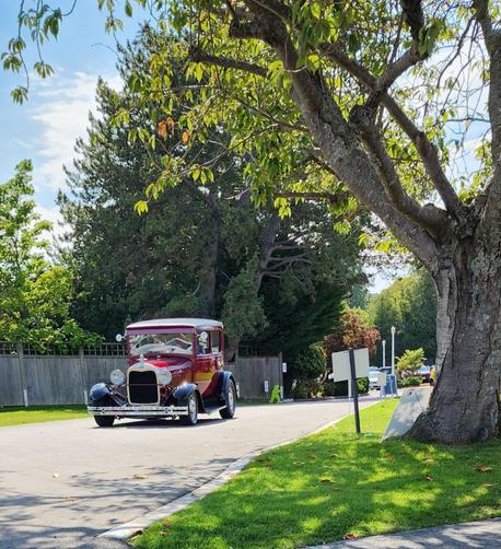 A burgundy red 1928 Ford Model A classic car driving into marina parking lot. A large chestnut tree is on the right of the driveway.
